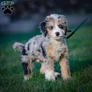 Coco, Mini Bernedoodle Puppy